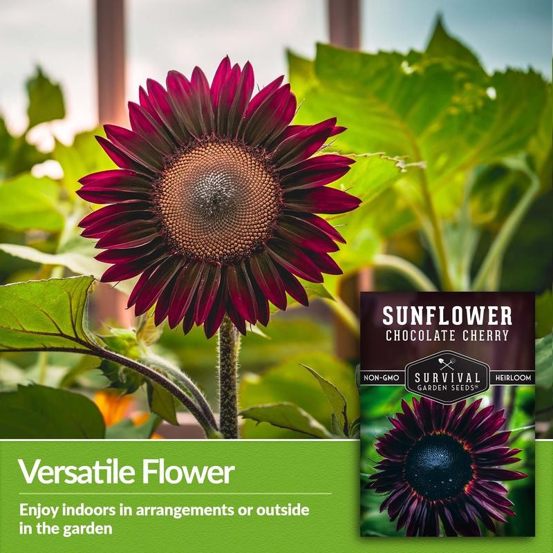 Chocolate Cherry Sunflower Seeds - Size: 5 Packets