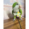 Bird Flight Harness Vest, Parrot Suit with Leash for Cockatiels
