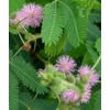 Sensitive Plant-Mimosa pudica 50+ Seeds