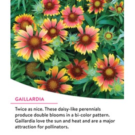 Burpee Wildflower Mix Monarch Sanctuary Seeds | 25,000 Non-GMO Seeds, 3 Types of Butterfly Weed Plus Cornflower, Lupine, Echinacea, and More | Pollinator Garden Attracts Monarch Butterflies