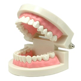 Teeth Model Teeth Model Toothpaste Instruction Model Small Model for Learning