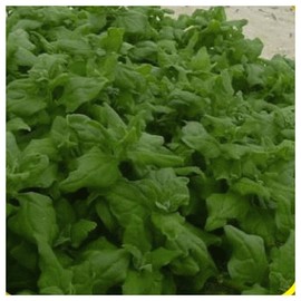 Everwilde Farms - 1/4 Lb New Zealand Spinach Seeds - Gold Vault