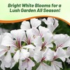 Outsidepride White Ivy Leaf Geranium Seeds for Planting - 20