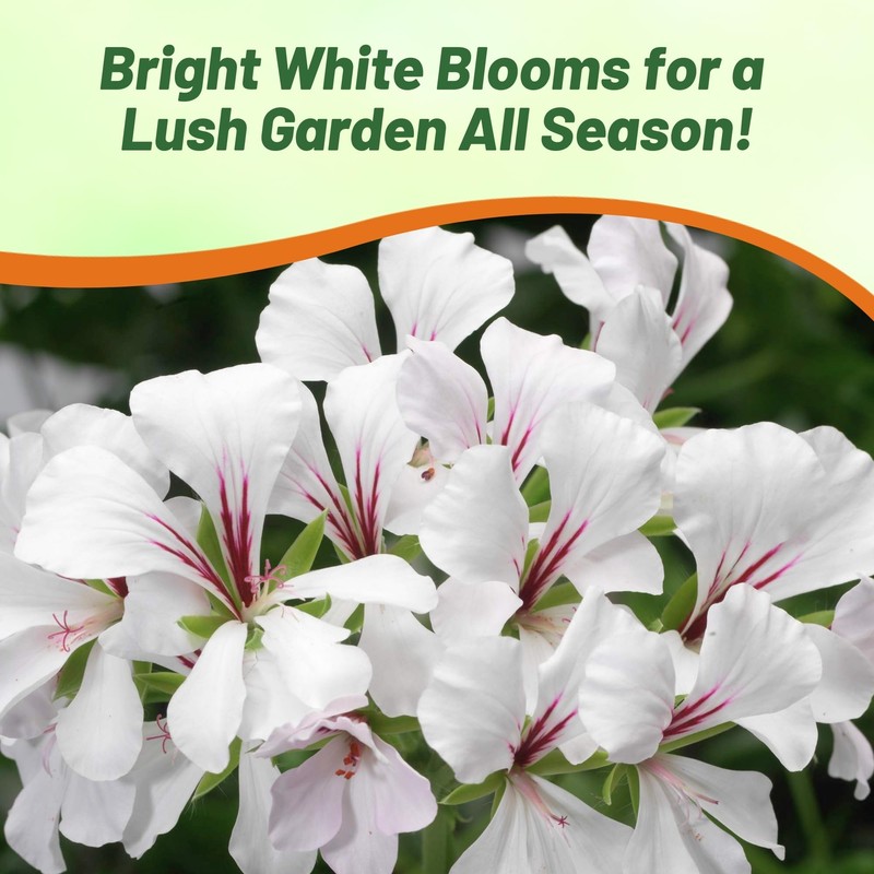 Outsidepride White Ivy Leaf Geranium Seeds for Planting - 20