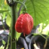 Dragon's Breath - Seeds