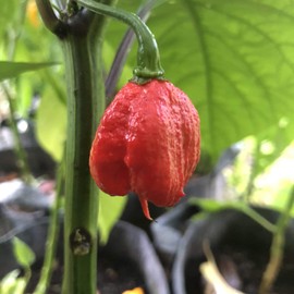 Dragon's Breath - Seeds
