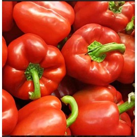100 Red Bell Pepper Seeds Organic NON GMO