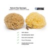 Natural Ocean Sponges | Soft Sea Yellow Bath Sponges for