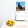 Rottweilers | 2024 12 x 24 Inch Monthly Square Wall