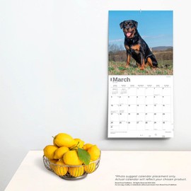 Rottweilers | 2024 12 x 24 Inch Monthly Square Wall Calendar | BrownTrout | Animals Dog Breeds