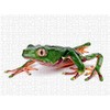 Calvendo Phyllomedusa Giant Makiffrog Bi-Colour