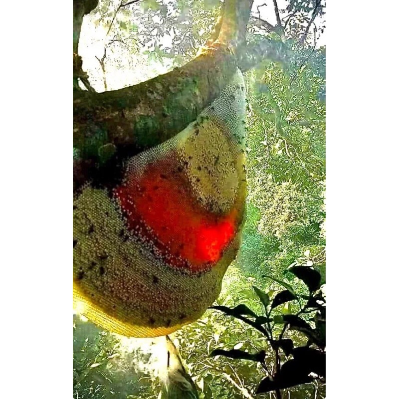 HIVE Rx Honey Bee Feeding Stimulant with Essential Oils -