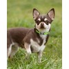 TagME Nylon Dog Collar, Adjustable Reflective Dog Collar with Safety