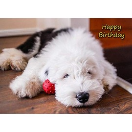 Old English Sheepdog Birthday Card