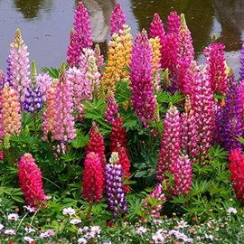 UtopiaSeeds Russell Lupine Mixed Color Seeds - Perennial Wildflowers - Giant Lupine