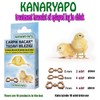 Fit Fly Chicken Chick Splayed Leg Treatment Bracelets