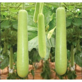 Edịble Long Bottle Gourd SéẹDs/Asian Indian Opo Squash/Dudi/Calabash/Long Melon - 10 SéẹDs Seeds_Easy_Grow