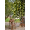 Olympian Myth Flavored Olive Oil Extra Virgin - 100% Natural