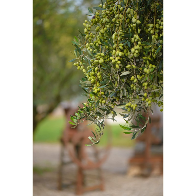 Olympian Myth Flavored Olive Oil Extra Virgin - 100% Natural