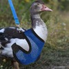 Rumyve Adjustable Chicken Harness Belt and Matching Belt,Small Pet Walk