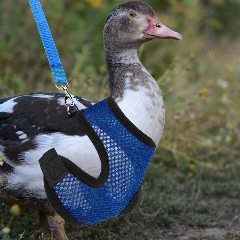 Rumyve Adjustable Chicken Harness Belt and Matching Belt,Small Pet Walk