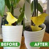 Kate's Home & Garden Plant Spray for Insects & Getting