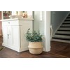 Decorasian Belly Basket, Braided Seagrass Large and Small - Basket