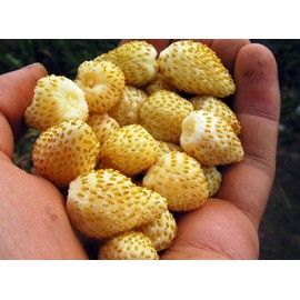 Seeds Yellow Alpine Wild Strawberry 120+ Non-GMO Seeds for Planting Perennial Plant