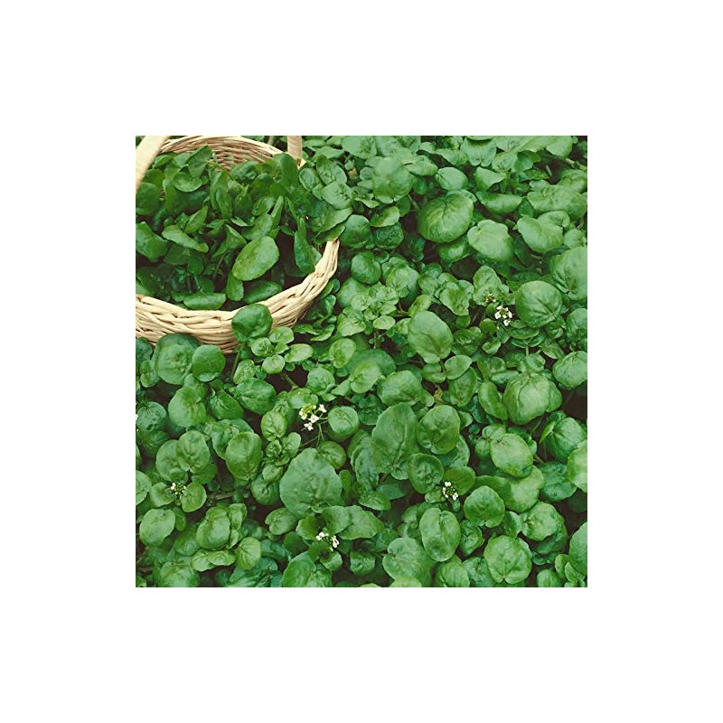 Watercress Garden Seeds - 0.25 Oz - Non-GMO, Heirloom, Vegetable