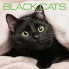 Black Cat 2025 Calendar