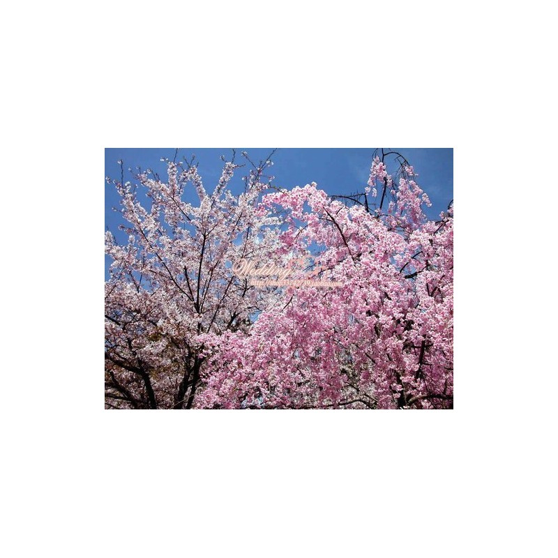 Artificial Falling Cherry Blossoms, for School Entrance and Flower Viewing
