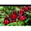 Selasih Organic dried Rosella Tea Hibiscus Rosa Sabdariffa 2 oz