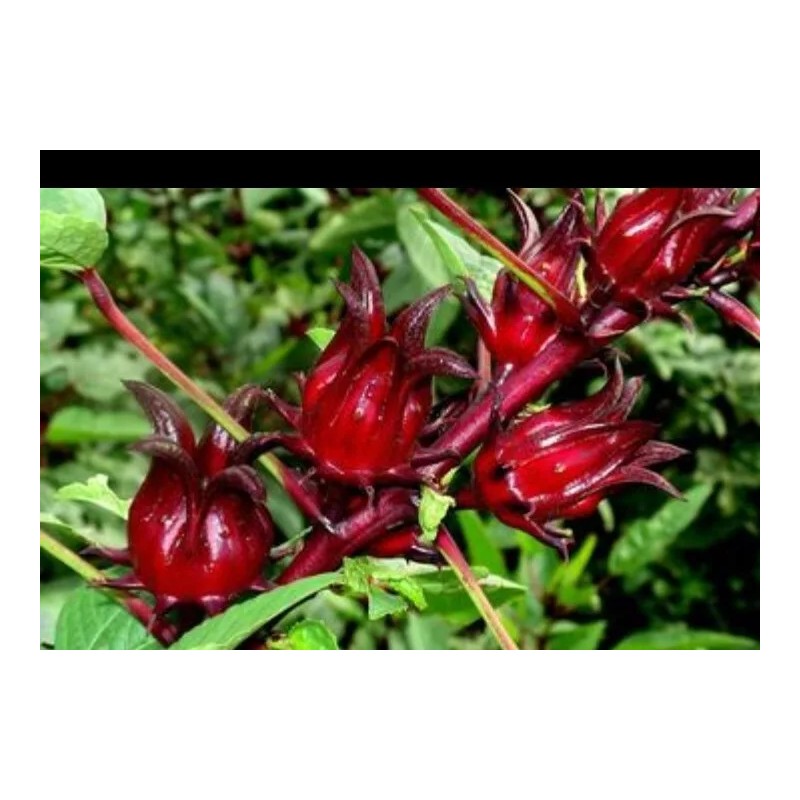 Selasih Organic dried Rosella Tea Hibiscus Rosa Sabdariffa 2 oz