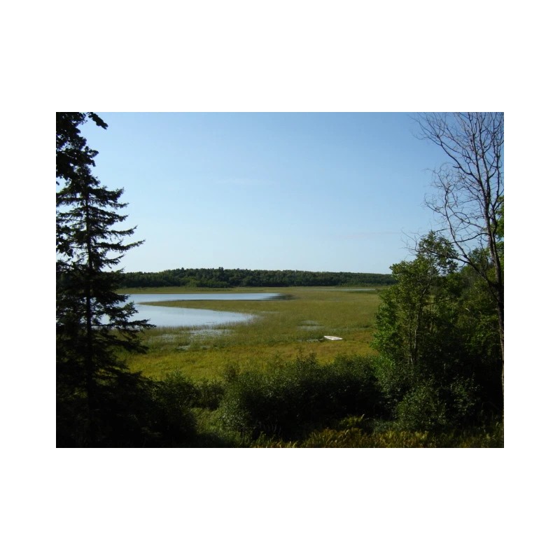Pietron Family 1 lb. Wild Rice Minnesota Hand Harvested Wood