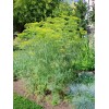 Little Seed Store 300+MAMMOTH Long Island DILL Seeds Native Culinary