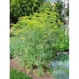 Little Seed Store 300+MAMMOTH Long Island DILL Seeds Native Culinary Medicinal Garden Containers