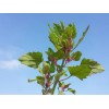 150 Tree Spinach Seeds - Chenopodium giganteum - Giant Goosefoot