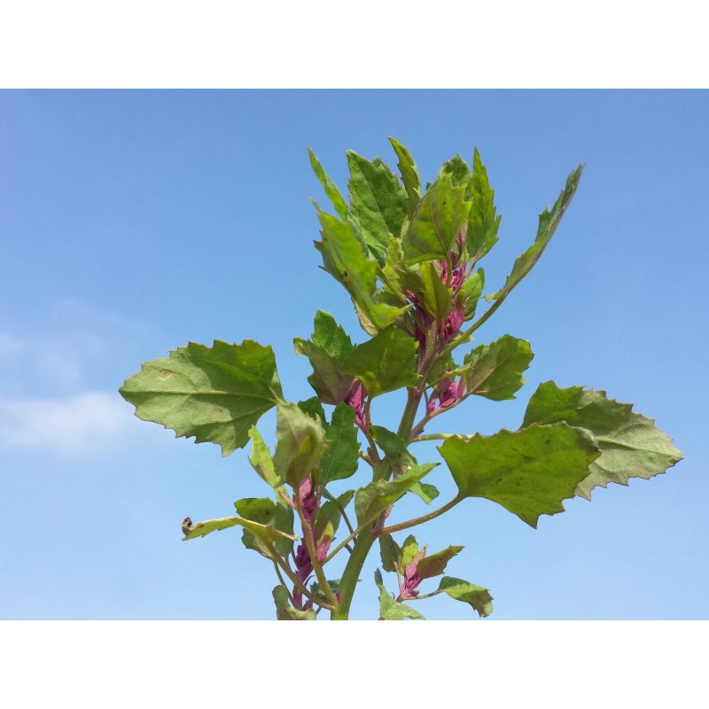 150 Tree Spinach Seeds - Chenopodium giganteum - Giant Goosefoot