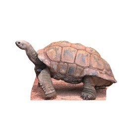 Cardboard People Tortoise Life Size Cardboard Cutout Standup