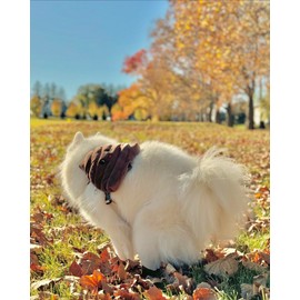 Korean Dog Harness Backpack for Small, Medium, Large and X-Large Dogs POOPIE Backpack for Dogs Cute Puppy Backpacks Bag with Poop Dispenser Outdoor Backpack for Dogs Poop FACE (Extra Large)