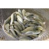 Bait Binder® - The 'Original' - Shrimp, Crab, Crawfish, Chum