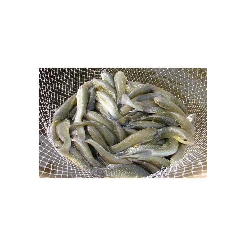 Bait Binder® - The 'Original' - Shrimp, Crab, Crawfish, Chum