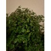 Plantko Organic Swedish Ivy 8 Cuttings $14.99