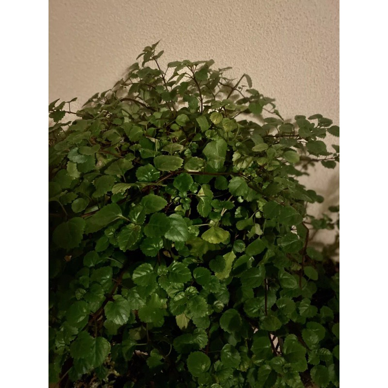 Plantko Organic Swedish Ivy 8 Cuttings $14.99