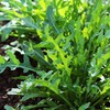Purely Organic Arugula Seeds (Slow Bolt) - Approx 400 Seeds