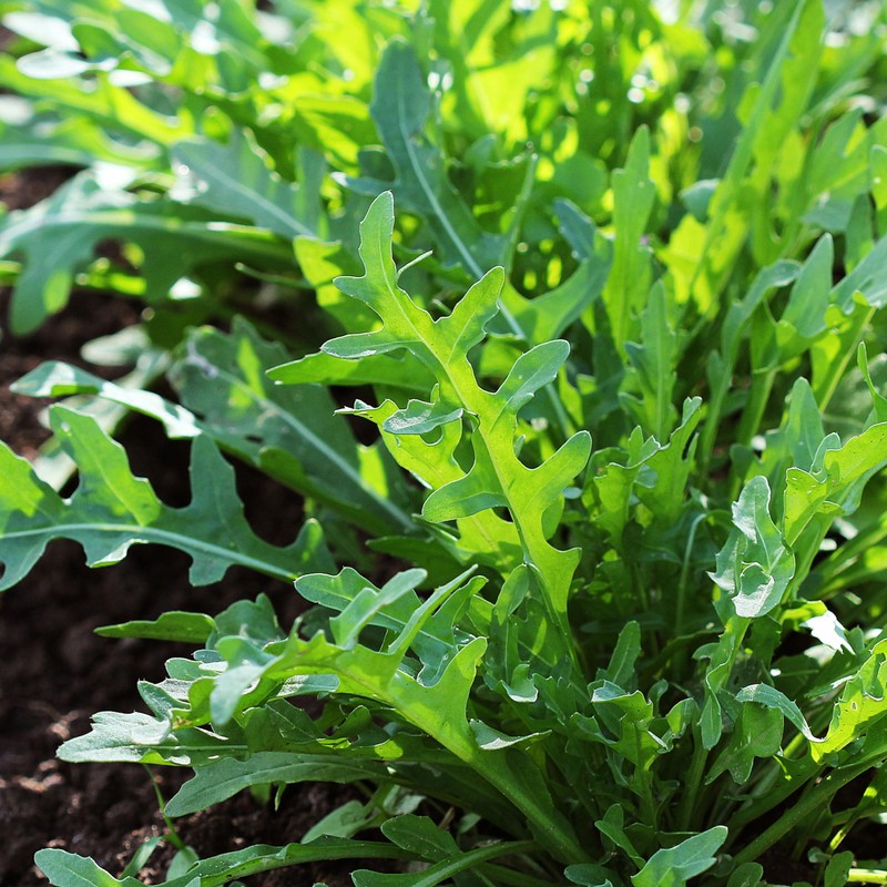 Purely Organic Arugula Seeds (Slow Bolt) - Approx 400 Seeds