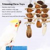 Parakeet Beak Stone Parrots Trimming Chew Toys Set Bird Nuts