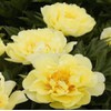 Peony Seeds Garden Plant Mixed Color Flower 10 Seeds
