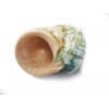 Florida Shells and Gifts Beautiful Jade Turbo Shell 3"+ (open