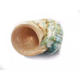 Florida Shells and Gifts Beautiful Jade Turbo Shell 3"+ (open 1 1/2") Beach Decor Large Hermit Crabs